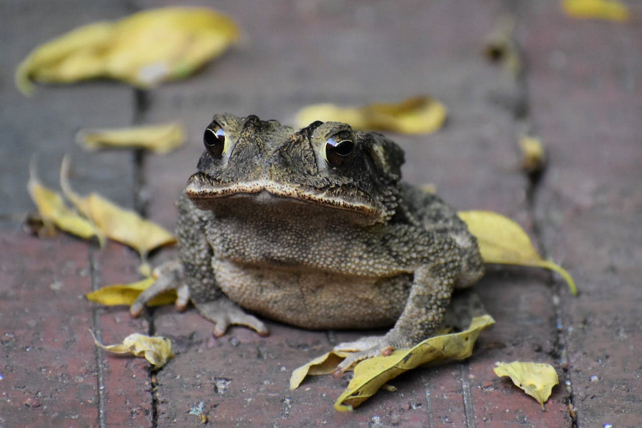 Close up of a Frog